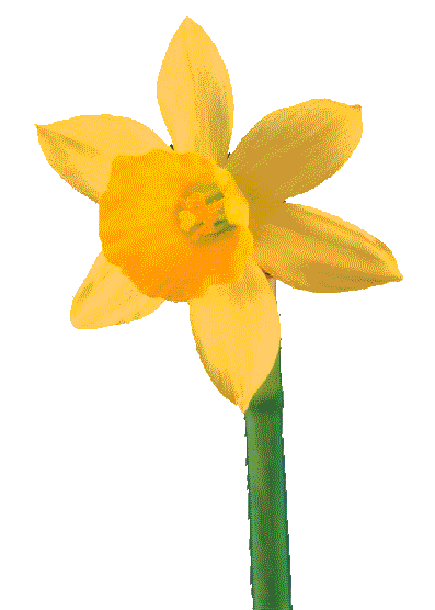 spring daffodil