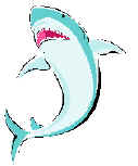 blue shark