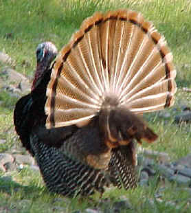 Turkey with fanned tail. Photo by Kim A. Cabrera