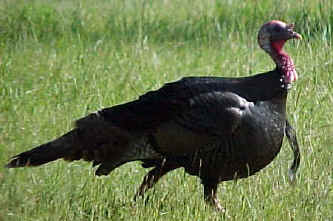 Turkey in a meadow. Photo by Kim A. Cabrera