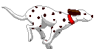 running dalmation